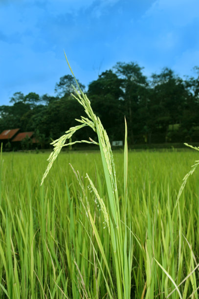 稻田图片下载