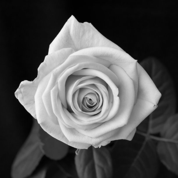 背景为黑色的白玫瑰图片下载