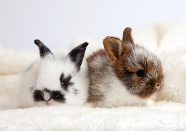 可爱的兔子图片素材ID：104664568