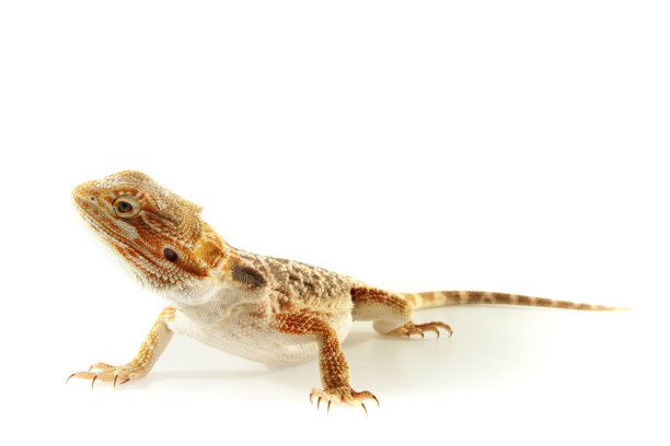 蜥蜴有髯龙孤立在白色上图片下载