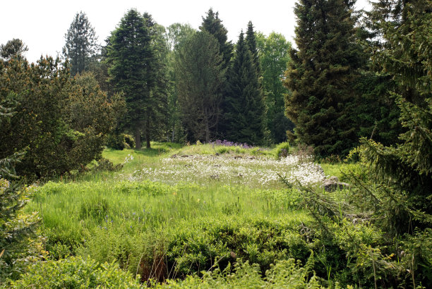 森林的观点图片下载
