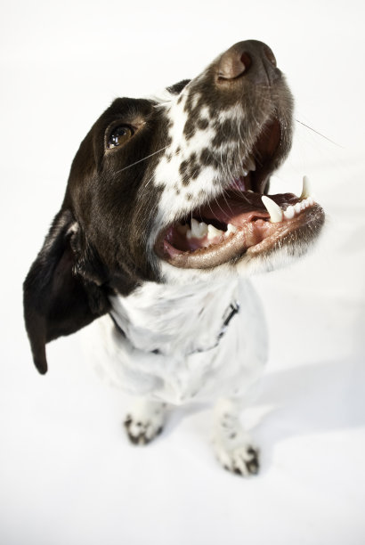 西班牙猎犬抬头看图片下载