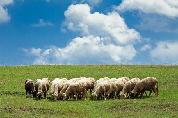 绵羊群图片下载