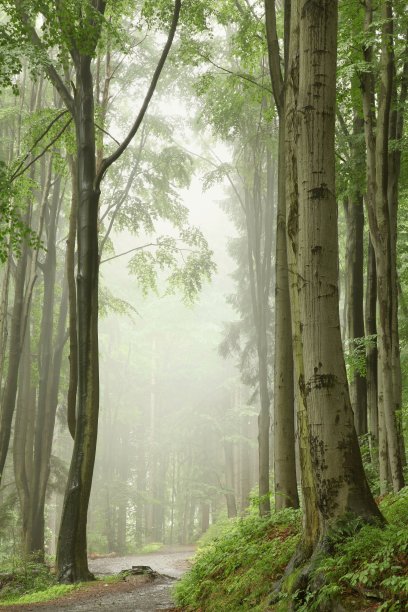 降雨期间的森林小径图片下载