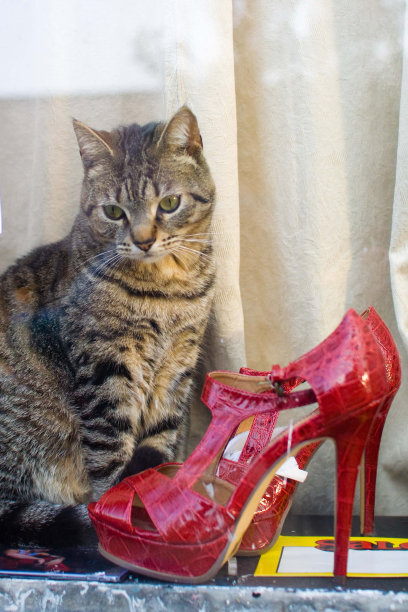 猫在窗口图片下载