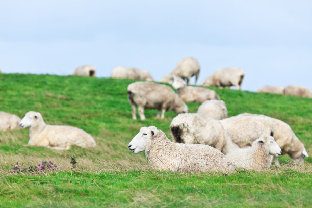 羊图片下载