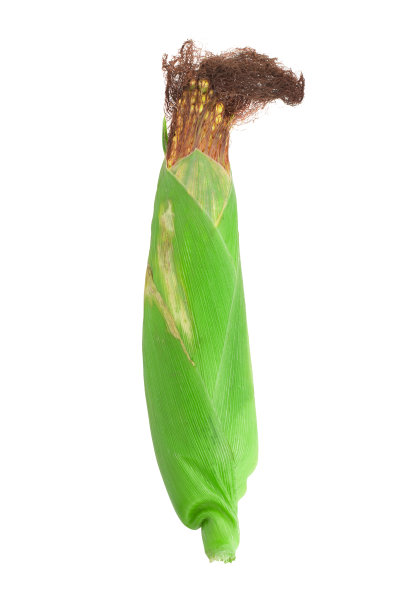 玉米棒子图片下载