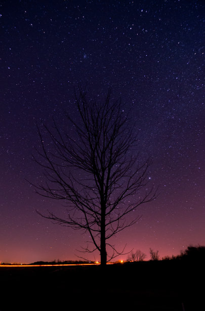 星星映出树的轮廓图片下载