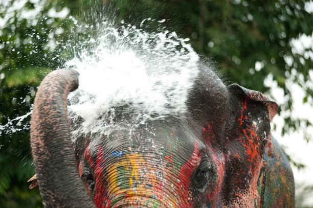 小象在玩水。图片下载