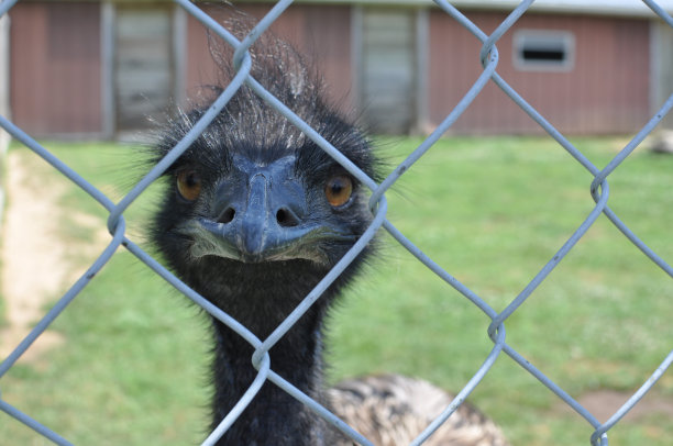 鸸鹋紧盯图片下载