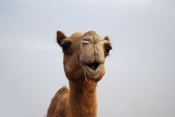 骆驼的脸图片下载