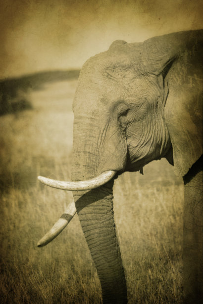 老的大象图片下载