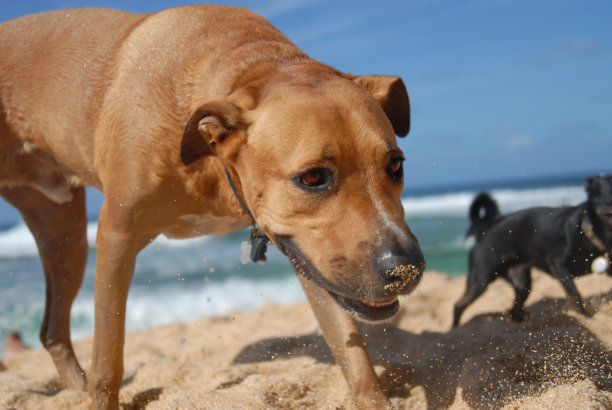 海滩上的狗图片下载