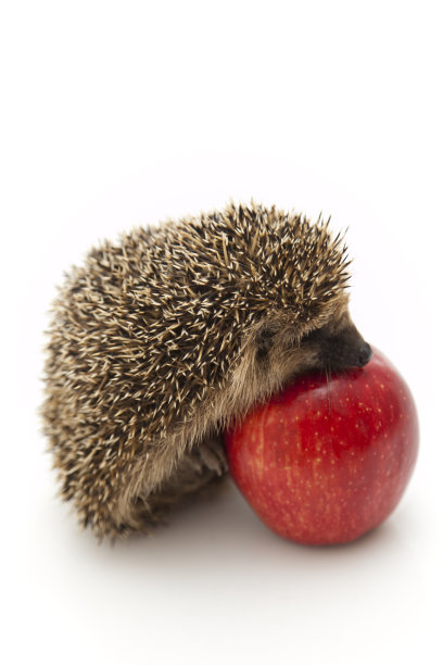 小刺猬和苹果图片下载