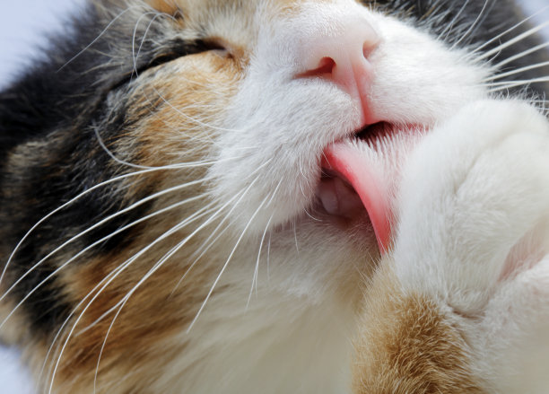 小猫小猫在洗澡图片下载