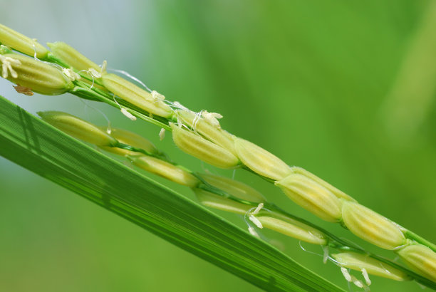 软饭。图片下载