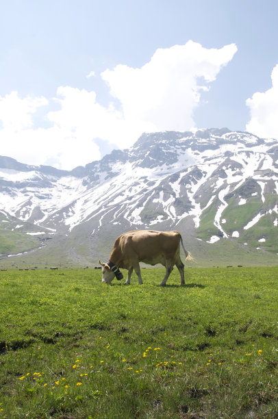 牛吃草图片下载