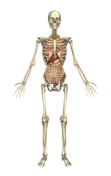 男性骨骼和内脏图片下载