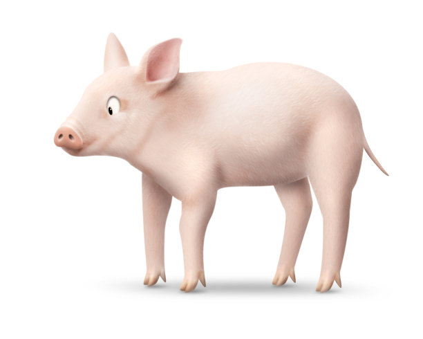 猪图片下载