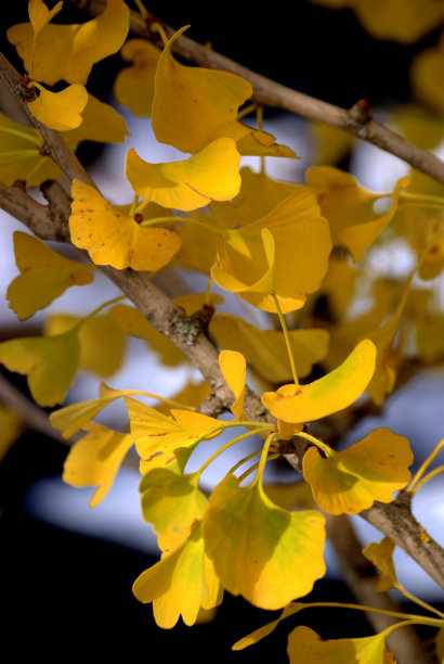 银杏叶秋色图片下载
