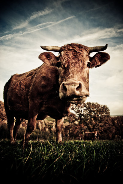 好奇的牛图片下载