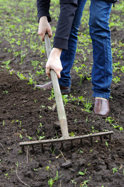 用耙子在花园里干活的女人图片下载