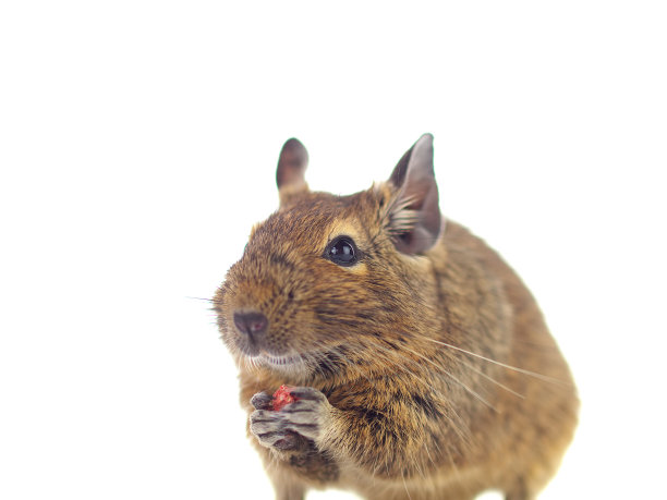 喂养八齿鼠图片下载