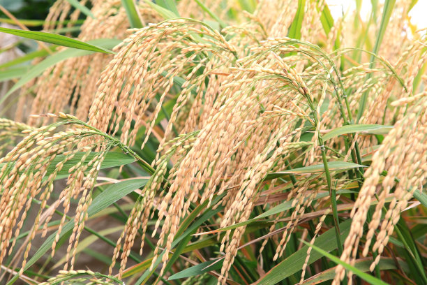 农场里的黄金大米图片下载