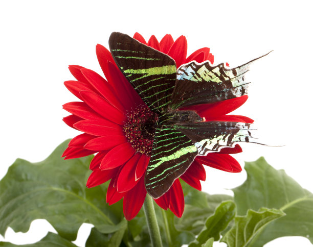 日落飞蛾（乌拉尼亚·莱卢斯）图片下载