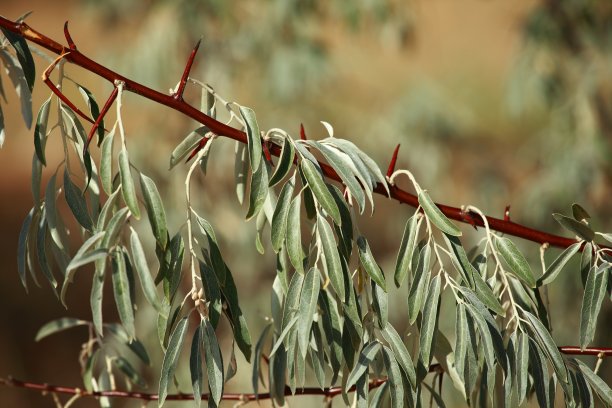 非洲树图片下载
