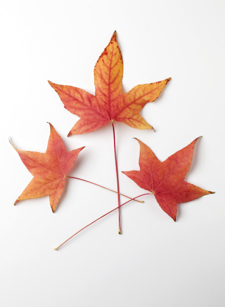 枫树叶图片下载