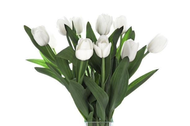 郁金香图片下载