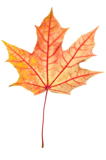 枫树的叶子图片下载