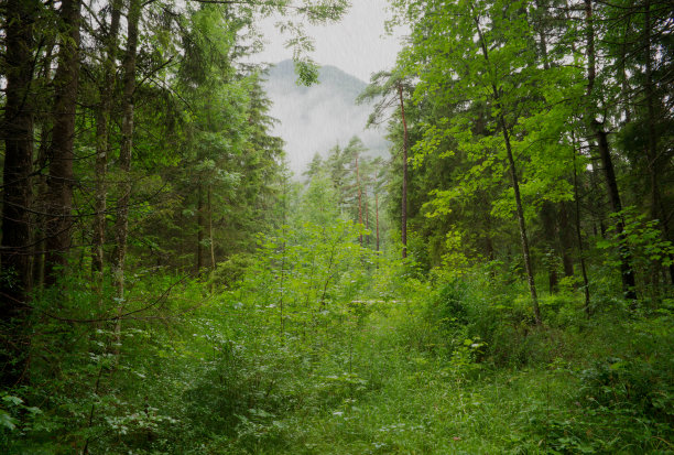 雨在森林图片下载