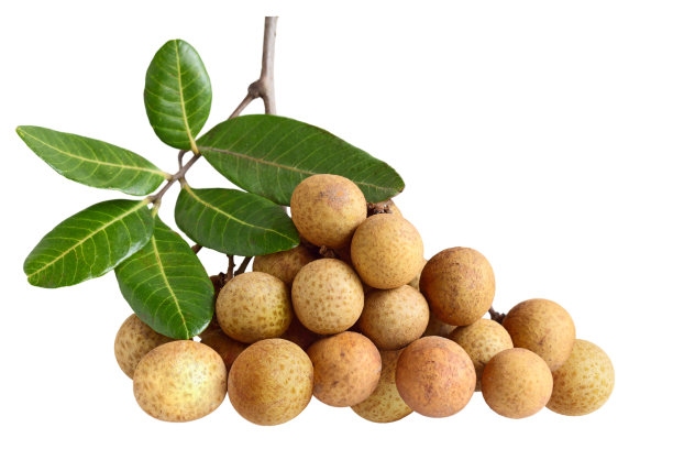 Dimocarpus龙眼的图片下载