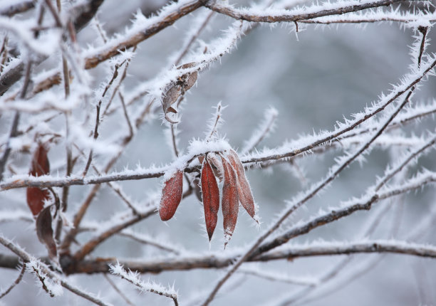 树叶和霜。皮埃蒙特,意大利北部。图片下载
