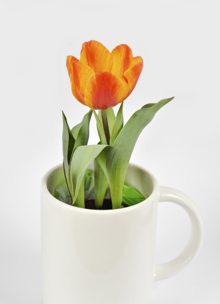 白色背景的郁金香杯图片下载