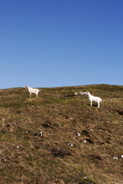 山羊图片下载