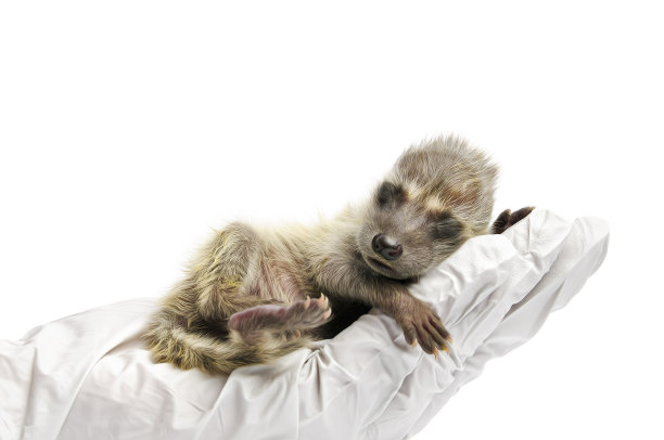 小浣熊考白色图片下载