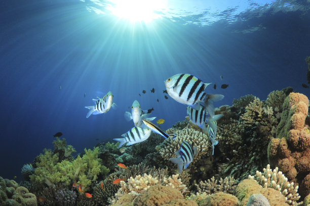 热带鱼和珊瑚礁图片下载