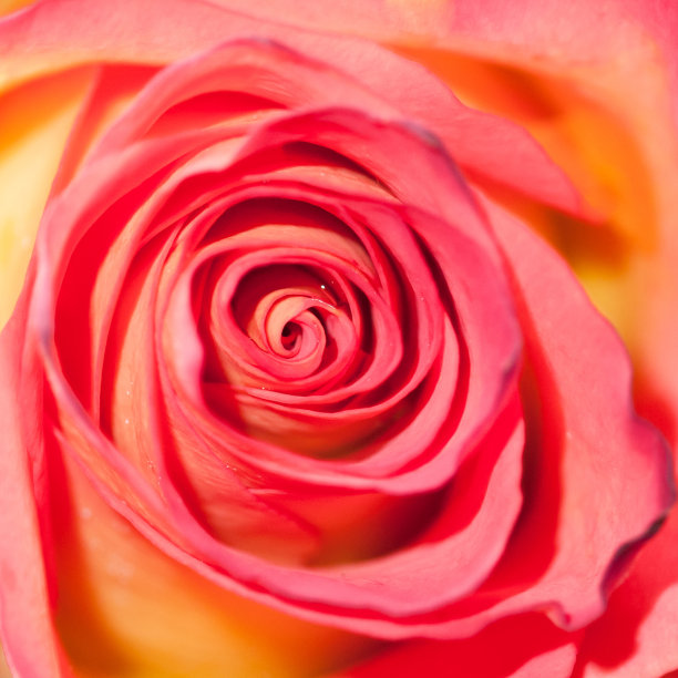 玫瑰是红色的图片下载