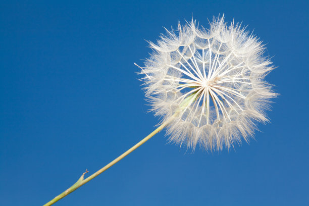 蒲公英气球和飞籽图片下载