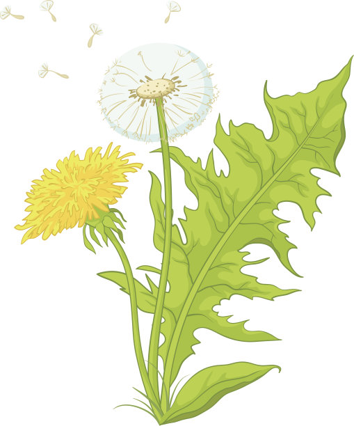 花蒲公英有叶子图片下载