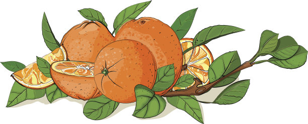 新鲜橙子和树叶成分图片下载