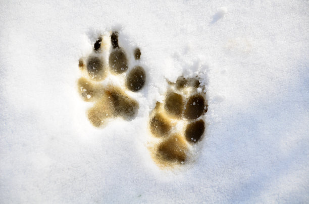 爪子跟踪图片下载