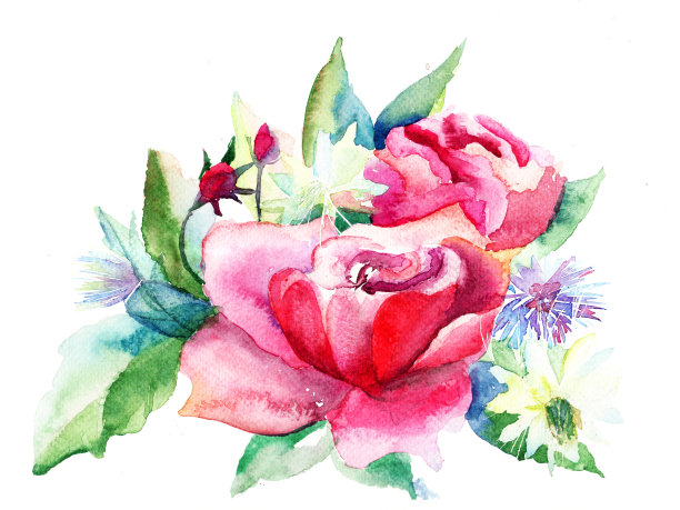 美丽玫瑰花水彩画素材图片