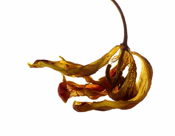 AP-干燥图利普1图片下载