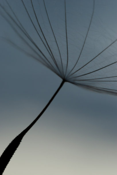 蒲公英的种子图片下载