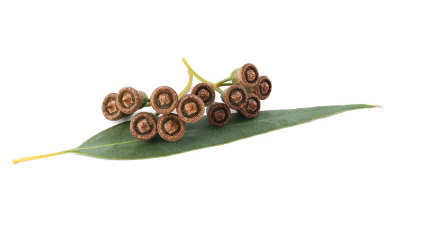 桉树的种子;图片下载