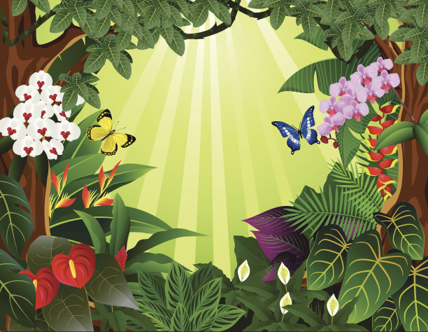 热带森林素材图片